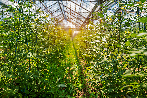 포토 JPG 해외이미지 식물 산업 음식 잎 밭 농업 채소 자연 유리 건강 사람없음 초록색 빛 농작물 농장 정원 봄 수확 성장 신선 허브 유기농 원예 날것 광합성 모종 밭일 온실 줄서기 그리너리 세련 해외포토 웰빙 계절 컬러 모션 재질 취미 생태계 파일형식 트랜드컬러 이미지허브