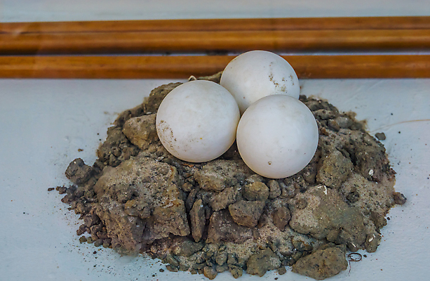 포토 JPG 해외이미지 동물 계절 파충류 아프리카 주택 동물원 종류 사람없음 반려동물 계란 사막 거북이 둥지 땅 멸종 사하라 보유 이국적 해외포토 나라 건물 알 파일형식 이미지허브