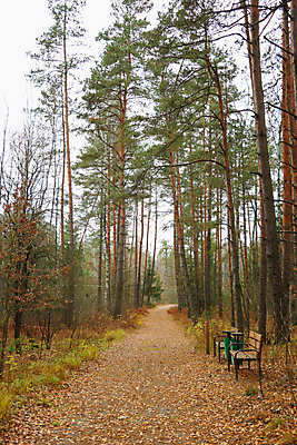 포토 JPG 해외이미지 나무 계절 공원 도로 길 줄기 단풍 잎 오렌지 자연 풍경 사람없음 야외 빨간색 초록색 컬러풀 갈색 노란색 걷기 환경 카펫 하이킹 가을 나뭇가지 시골 황금 숲 오솔길 10월 방법 해외포토 식물 공공시설 컬러 과일 교통시설 모션 레저 날짜 생태계 파일형식 이미지허브