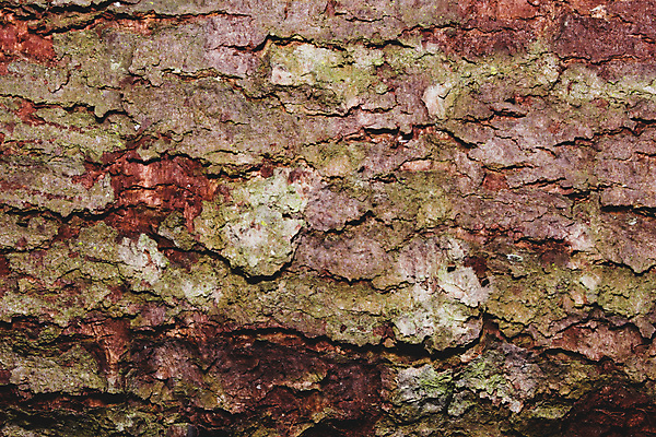 포토 JPG 해외이미지 나무 백그라운드 패턴 자연 사람없음 목재 질감 나무껍질 해외포토 식물 무늬 재료 껍질 생태계 파일형식 이미지허브