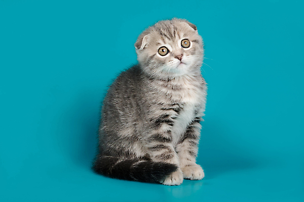 포토 JPG 해외이미지 한마리 응시 새끼 실내 앉기 사람없음 반려동물 귀여움 고양이 파란배경 스코티시폴드 반려묘 해외포토 동물 1 시선 백그라운드 컨셉 포유류 모션 내부 파란색 파일형식 이미지허브