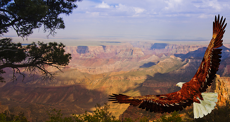 포토 JPG 해외이미지 공원 지구 야생동물 여행 자연 조류 하늘 휴가 산 풍경 사람없음 빨간색 골짜기 계곡 미국 하이킹 자유 탐험 바위 가장자리 큼 독수리 신성 애리조나 발견 무료 서쪽 전국 지질학 콜로라도 해외포토 동물 공공시설 교육 컬러 컨셉 북아메리카 레저 돌_바위 둘레 크기 방향 생태계 파일형식 이미지허브