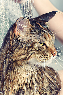 포토 JPG 해외이미지 동물 한마리 손 신체부위 고양이 목욕 젖음 욕실 펫케어 반려묘 메인쿤 해외포토 1 포유류 관리 사람 반려동물 청결 파일형식 이미지허브