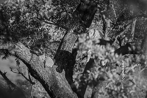 포토 JPG 해외이미지 나무 동물 여자 야생동물 새끼 2 포유류 아프리카 자연 엄마 흑백 국립공원 사람없음 가로 눕기 고양이 황무지 보호 사파리 육식동물 표범 남아프리카 보츠와나 보호구역 해외포토 멸종위기종 식물 공원 나라 컨셉 가족 모션 촬영기법 사람 반려동물 생태계 구역 파일형식 이미지허브