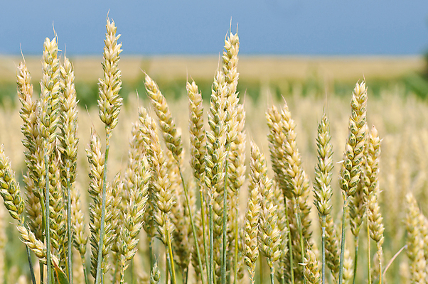 포토 JPG 해외이미지 식물 밭 농업 자연 풍경 사람없음 초록색 여름 파란색 농작물 태양 농장 노란색 봄 수확 성장 시골 시리얼 밀 유기농 조경 장면 귀리 해외포토 자연요소 웰빙 계절 산업 음식 컬러 곡류 생태계 파일형식 이미지허브
