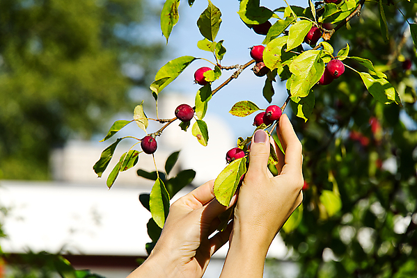 포토 JPG 해외이미지 나무 식물 동물 계절 꽃 음식 분홍색 백그라운드 잎 오렌지 과일 자연 건강 관리 사람 사람없음 빨간색 초록색 여름 약 노란색 정원 가을 나뭇가지 신선 약초 사과 다발 수집 먹기 내추럴 비타민C 숙성 양조 우크라이나 파라다이스 많음 해외포토 유럽 컬러 컨셉 의학 모션 풀_식물 생태계 비타민 파일형식 이미지허브