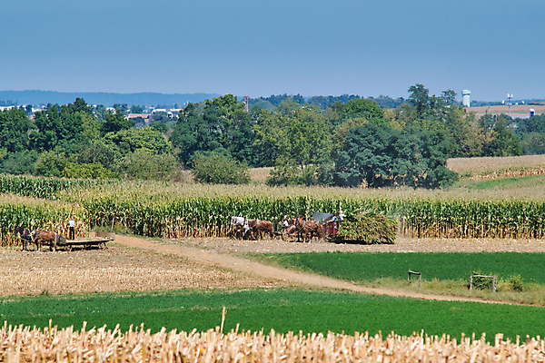 포토 JPG 해외이미지 동물 종교 밭 농업 가족 자연 안테나 옥수수 풍경 소년 사람없음 빨간색 초록색 파란색 농작물 농장 농경지 맑음 장비 수확 가을 시골 업무 작업 당기기 농부 땅 복고 먼지 구식 드론 로딩 밭일 옛날 해외포토 직업 계절 남자 산업 어린이 컬러 통신 관계 모션 날씨 곡류 생태계 파일형식 이미지허브