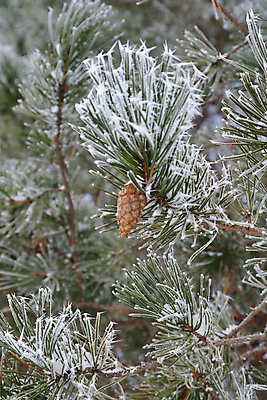포토 JPG 해외이미지 나무 식물 계절 백그라운드 크리스마스 겨울 자연 날씨 추상 휴가 사람없음 야외 장식 초록색 얼음 추위 흰색 나뭇가지 소나무 숲 서리 상록수 침엽수 전나무 원뿔 내추럴 눈내림 해외포토 자연요소 도형 기념일 컬러 무늬 눈_날씨 생태계 파일형식 이미지허브