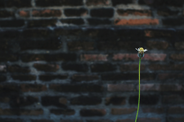 포토 JPG 해외이미지 식물 꽃 벽 백그라운드 꽃무늬 벽돌 주택 사람없음 야외 빨간색 여름 정원 들꽃 작음 그림 옛날 해외포토 계절 컬러 무늬 건물 크기 파일형식 이미지허브