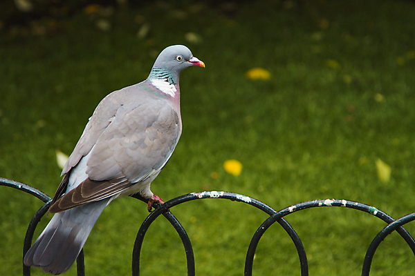 포토 JPG 해외이미지 동물 공원 난간 자연 조류 털 서기 앉기 사람없음 울타리 걷기 가축 시골 비둘기 혼자 해외포토 공공시설 모션 담장 생태계 파일형식 이미지허브