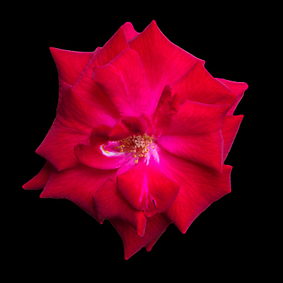 포토 JPG 해외이미지 식물 디자인 꽃잎 꽃 클리핑패스 분홍색 백그라운드 잎 꽃무늬 자연 휴가 발렌타인데이 선물 사랑 사람없음 장식 빨간색 장미 정원 검은색 봄 벚꽃 닫기 심볼 질감 부드러움 내추럴 고립 파스텔톤 해외포토 계절 감정 컬러 무늬 모션 데이이벤트 감각 생태계 파일형식 이미지허브