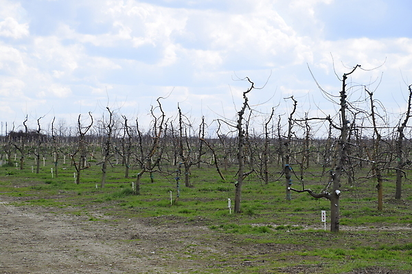 포토 JPG 해외이미지 나무 직업 농업 과일 자연 왕관 관리 사람없음 야외 목재 정원 페인트 봄 장비 나뭇가지 보호 사과 농부 자르기 원예 내추럴 왁스 원예사 해외포토 식물 계절 산업 컨셉 재료 모션 취미 생태계 파일형식 이미지허브