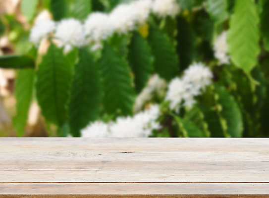 포토 JPG 해외이미지 나무 식물 꽃 산업 커피 음료 백그라운드 잎 꽃무늬 농업 과일 자연 탁자 사람없음 야외 목재 초록색 농장 정원 봄 수확 성장 벚꽃 흰색 나뭇가지 신선 개화 유기농 날것 향기 냄새 아로마 내추럴 숙성 아라비카 해외포토 웰빙 계절 컬러 가구 무늬 재료 생태계 파일형식 이미지허브