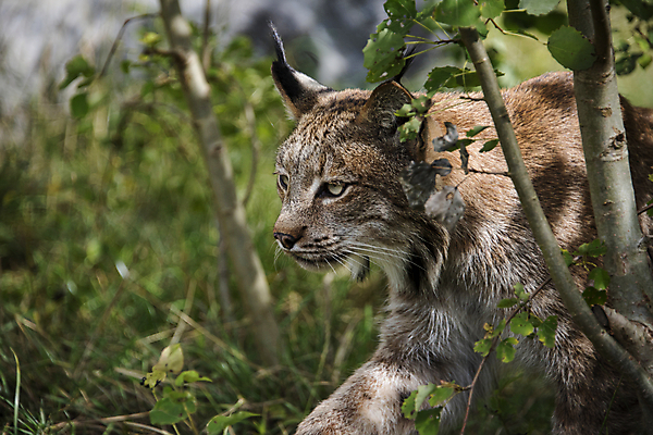포토 JPG 해외이미지 나무 동물 공원 얼굴 야생동물 백그라운드 캐나다 겨울 포유류 자연 수염 털 사람없음 야외 초록색 머리 고양이 추위 흰색 닫기 숲 위험 큼 귀 육식동물 팩 사냥꾼 스라소니 해외포토 식물 직업 계절 공공시설 컬러 컨셉 북아메리카 모션 신체부위 반려동물 화장품 크기 생태계 파일형식 이미지허브