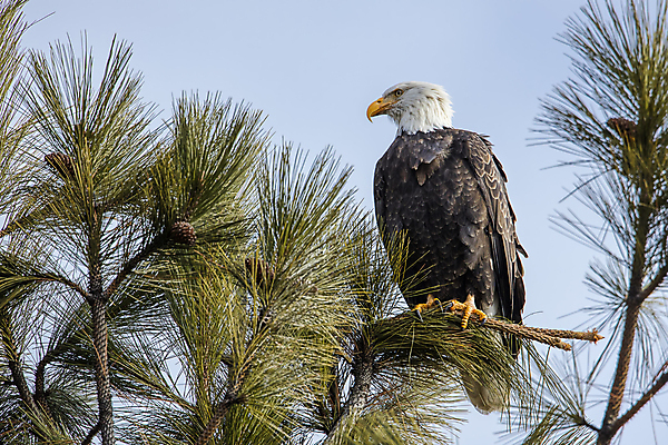 포토 JPG 해외이미지 나무 동물 야생동물 북아메리카 자연 조류 하늘 종류 앉기 성인 사람없음 야외 파란색 갈색 노란색 미국 힘 흰색 나뭇가지 심볼 깃털 부리 독수리 육식동물 대머리 내추럴 동물상 웅장함 힘찬 해외포토 식물 헤어스타일 컬러 컨셉 모션 아메리카 사람 조형물 생태계 파일형식 이미지허브