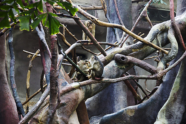 포토 JPG 해외이미지 나무 동물 커플 공원 행복 아시아 얼굴 야생동물 어린이 포유류 가족 자연 동물원 사람 앉기 사람없음 초록색 원숭이 표현 아기 그룹 숲 작음 다발 캄보디아 유인원 전국 해외포토 식물 공공시설 감정 나라 컬러 관계 모션 신체부위 크기 생태계 파일형식 이미지허브