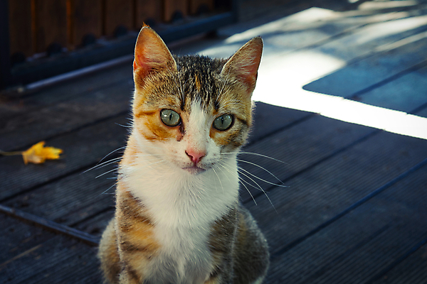 포토 JPG 해외이미지 동물 공원 행복 얼굴 야생동물 포유류 자연 휴식 수염 털 사랑 사람없음 야외 반려동물 고양이 닫기 얼룩무늬 내추럴 돌봄 해외포토 공공시설 감정 컨셉 무늬 모션 신체부위 생태계 파일형식 이미지허브