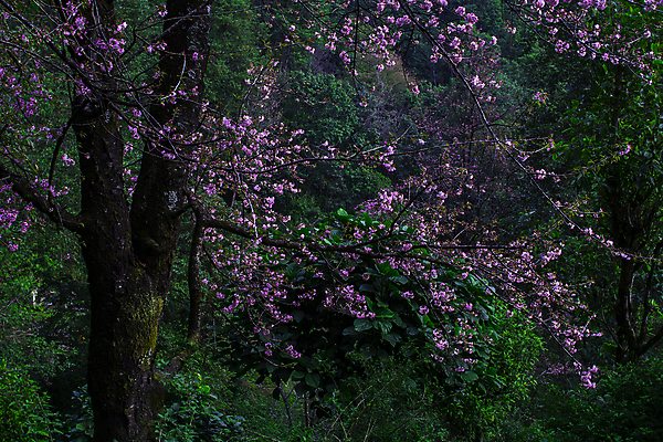 포토 JPG 해외이미지 나무 식물 꽃 자연 사람없음 야외 보라색 고요 봄 성장 벚꽃 나뭇가지 신선 숲 땅 해외포토 계절 컬러 생태계 파일형식 이미지허브