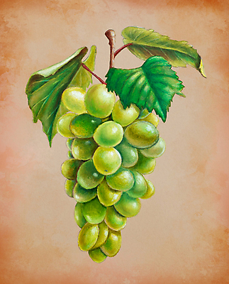 포토 JPG 해외이미지 식물 손 계절 열매 종이 음식 잎 농업 다이어트 과일 일러스트 재료 자연 포도 건강 미술 사람없음 세로 초록색 여름 농작물 컬러풀 와인 수확 가을 흰색 신선 달콤 다발 그림 유기농 질감 복고 포도밭 손그림 포도나무 숙성 옛날 정물화 파스텔톤 해외일러스트 웰빙 산업 컬러 밭 문화예술 주류 신체부위 맛 과일나무 생태계 파일형식 이미지허브