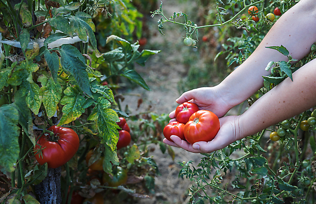 포토 JPG 해외이미지 식물 계절 음식 농업 토마토 채소 재료 자연 건강 사람없음 빨간색 초록색 여름 농장 정원 활발 수확 성장 시골 신선 맛 유기농 생태계 원예 날것 국산 내추럴 바이오 밭일 숙성 온실 채식주의자 카피스페이스 디톡스 슈퍼푸드 비건 해외포토 웰빙 산업 컬러 컨셉 취미 공백 채식 건강식품 파일형식 이미지허브