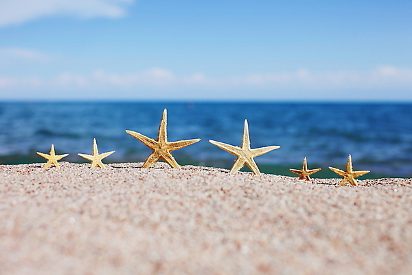 포토 JPG 해외이미지 주간 모래 불가사리 해변 사람없음 야외 해외포토 자연요소 바다 극피동물 파일형식 이미지허브