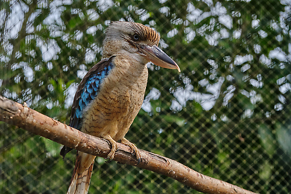 포토 JPG 해외이미지 나무 동물 야생동물 상징 백그라운드 날개 자연 조류 웃음 앉기 사람없음 야외 파란색 컬러풀 검은색 바위 나뭇가지 황무지 보호 숲 큼 깃털 묘사 부리 영토 육식동물 색동 잭 내추럴 물총새 해외포토 식물 컬러 컨셉 모션 표정 돌_바위 크기 생태계 파일형식 이미지허브