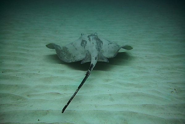 포토 JPG 해외이미지 동물 야생동물 바다 섬 여행 자연 낚시 어류 사람없음 물 파란색 검은색 바닷속 수중 수영 광선 원형 산호 잠수부 생태계 다이빙 암초 깊이 해외포토 자연요소 도형 컬러 레저 수중동물 수상스포츠 자포동물 전문직 수중스포츠 파일형식 이미지허브