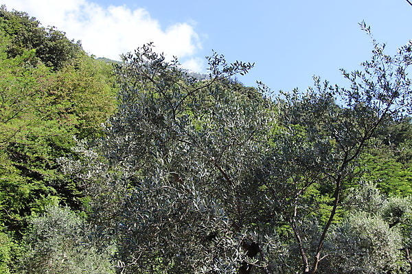 포토 JPG 해외이미지 나무 식물 전통 계절 유럽 문화 호수 음식 여행 잎 밭 농업 과일 자연 풍경 사람없음 야외 초록색 햇빛 농장 이탈리아 성장 시골 뜨거움 숲 땅 지중해 언덕 유기농 올리브 심플 과거 장면 줄서기 해외포토 웰빙 열매 나라 산업 바다 컬러 컨셉 모션 태양 생태계 파일형식 이미지허브