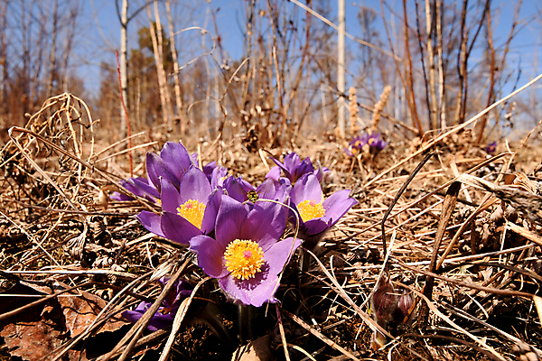 포토 JPG 해외이미지 식물 꽃 자연 사람없음 숲 그리너리 해외포토 생태계 파일형식 트랜드컬러 이미지허브