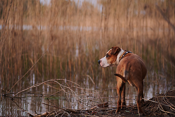 포토 JPG 해외이미지 한마리 라이프스타일 행복 호수 밭 자연 지팡이 건강 사람없음 야외 빨간색 물 반려동물 강 노란색 귀여움 가축 힘 봄 산책 자신감 개 잡종 송곳니 반다나 해외포토 자연요소 동물 1 계절 감정 컬러 컨셉 농업 포유류 휴식 생활 치아 생태계 파일형식 헤어액세사리 이미지허브