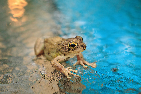 포토 JPG 해외이미지 동물 야생동물 청소년 개구리 양서류 사람없음 아기 청개구리 플로리다 해외포토 사람 미국 파일형식 이미지허브
