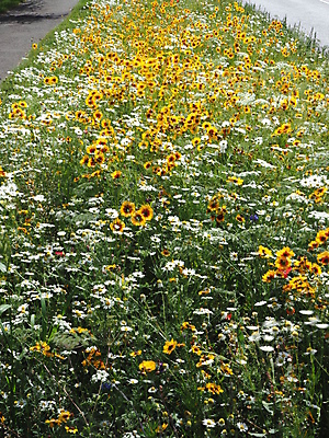 포토 JPG 해외이미지 꽃 곤충 자연 사람없음 환경 다양 수분 내추럴 해외포토 식물 동물 다수 생태계 파일형식 이미지허브