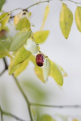 포토 JPG 해외이미지 나무 식물 꽃 잎 과일 자연 사람없음 빨간색 초록색 여름 정원 봄 벚꽃 나뭇가지 신선 내추럴 해외포토 계절 컬러 생태계 파일형식 이미지허브