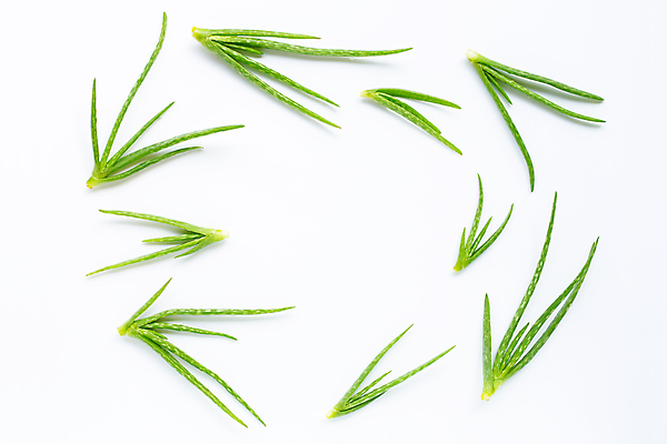 포토 JPG 해외이미지 스튜디오촬영 실내 사람없음 흰배경 알로에 해외포토 식물 백그라운드 내부 흰색 파일형식 이미지허브