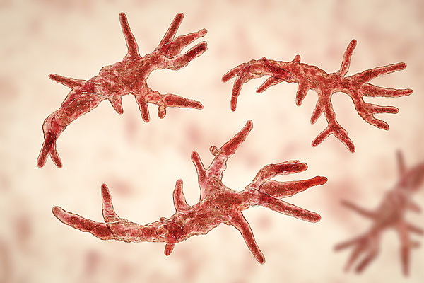 포토 JPG 해외이미지 일러스트 생물 세포 건강 현미경 사람없음 물 3D 디지털 흙 무대 질병 뇌 싱글 생물학 감염 미생물 기생충 해외일러스트 자연요소 교육 의학 실험기구 바이러스 디지털합성 파일형식 이미지허브
