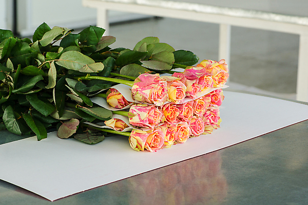 포토 JPG 해외이미지 식물 디자인 꽃 산업 종이 분홍색 꽃다발 꽃무늬 농업 교통시설 자연 실내 사람없음 장식 농작물 장미 노란색 세일 쌓기 정원 봄 수확 성장 덮개 벚꽃 흰색 그룹 시장 다발 창고 무역 준비 팩 제비 짐싸기 방법 양피지 온실 줄서기 많음 막 해외포토 계절 컬러 교통 컨셉 무늬 모션 조류 내부 화장품 뚜껑 시설 생태계 파일형식 이미지허브