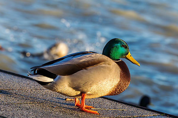 포토 JPG 해외이미지 동물 1 공원 여자 야생동물 파도 컨셉 날개 오렌지 자연 조류 오리 사람없음 초록색 물 파란색 갈색 봄 깃털 싱글 부리 청둥오리 계산서 내추럴 해외포토 자연요소 계절 공공시설 바다 컬러 과일 사람 생태계 파일형식 이미지허브