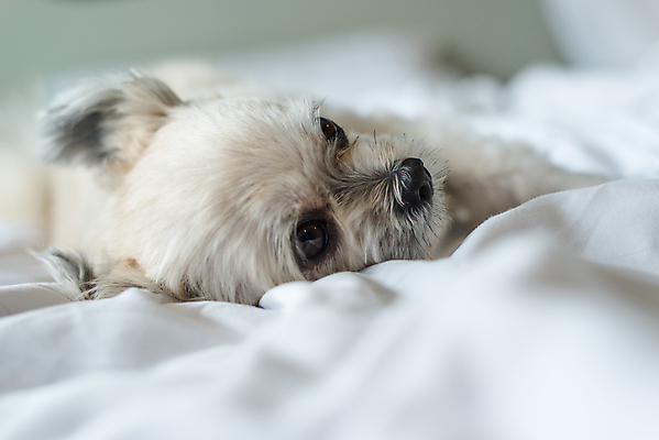 포토 JPG 해외이미지 동물 응시 행복 포유류 자연 휴식 사람없음 야외 반려동물 햇빛 꿈 흰색 침대 잠 기다림 개 달콤 강아지 작음 담요 눈동자 푸들 솜털 송곳니 관심 섞기 주목 포메라니안 출석 해외포토 시선 감정 컬러 가구 컨셉 모션 태양 눈_신체부위 맛 치아 크기 생태계 파일형식 이미지허브