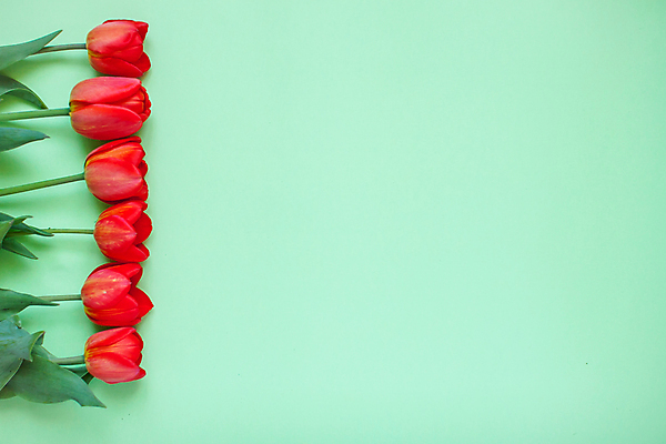 포토 JPG 해외이미지 식물 계절 여자 꽃잎 꽃 꽃다발 백그라운드 컨셉 잎 꽃무늬 자연 휴가 기념 프레임 선물 사람없음 장식 빨간색 초록색 컬러풀 정원 봄 튤립 벚꽃 흰색 축하 신선 신용카드 레이아웃 녹색배경 내추럴 카피스페이스 어머니의날 해외포토 기념일 컬러 무늬 사람 금융 공백 생태계 미국문화 파일형식 이미지허브