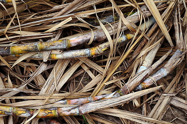 포토 JPG 해외이미지 나무 식물 산업 문화 선 음식 줄기 잎 밭 농업 과일 자연 지팡이 풍경 사람없음 초록색 여름 농장 농경지 환경 주스 에너지 수확 성장 시골 신선 달콤 땅 설탕 유기농 날것 연료 내추럴 바이오 밭일 줄서기 사탕수수 해외포토 웰빙 계절 음료 컬러 모션 맛 생태계 파일형식 이미지허브