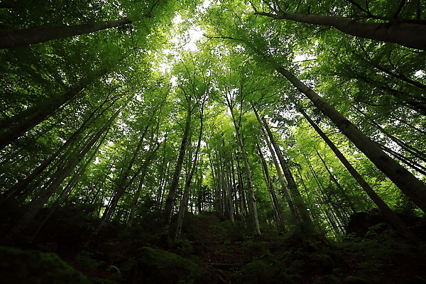 포토 JPG 해외이미지 길 잎 자국 아침 날씨 풍경 사람없음 가로 평화 트래킹 하이킹 젖음 탐험 안개 황무지 열대우림 즐거움 명상 뿌리 공상 탐사 땅바닥 방법 아마존 양치류 파라다이스 해외포토 주간 식물 감정 컨셉 레저 바닥 숲 파일형식 이미지허브