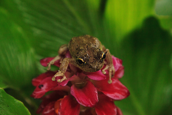 포토 JPG 해외이미지 동물 꽃 야생동물 청소년 자연 개구리 양서류 사람없음 정원 벚꽃 아기 청개구리 생강 플로리다 해외포토 식물 채소 사람 미국 생태계 파일형식 이미지허브