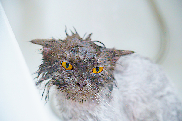 포토 JPG 해외이미지 동물 직업 얼굴 백그라운드 털 통 건강 사람없음 물 반려동물 상점 고양이 목욕 거품 젖음 욕실 분노 머리빗 유머 씻기 빨래 비누 솜털 샴푸 몸단장 돌봄 샤워실 위생관리 해외포토 자연요소 감정 가사 포유류 모션 관리 신체부위 위생용품 청결 미용용품 샤워시설 파일형식 이미지허브