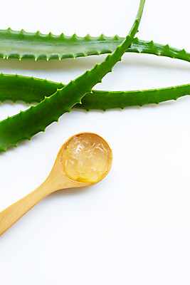 포토 JPG 해외이미지 스튜디오촬영 실내 사람없음 흰배경 알로에 해외포토 식물 백그라운드 내부 흰색 파일형식 이미지허브