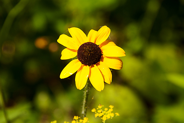 포토 JPG 해외이미지 식물 계절 꽃잎 꽃 백그라운드 꽃무늬 자연 사람없음 야외 가로 초록색 컬러풀 노란색 머리 정원 검은색 활발 성장 개화 센터 닫기 묘사 원예 데이지 내추럴 해외포토 컬러 컨셉 무늬 모션 취미 신체부위 생태계 파일형식 이미지허브