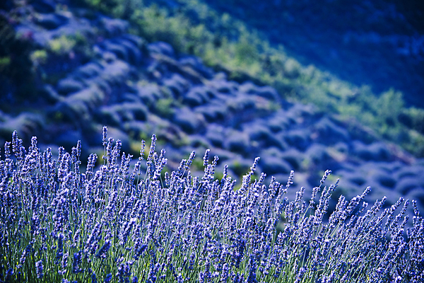 포토 JPG 해외이미지 영어 사람없음 농경지 보라색 크로아티아 라벤더 해외포토 문자 꽃 유럽 컬러 농장 허브 파일형식 이미지허브