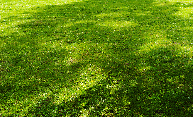포토 JPG 해외이미지 나무 식물 디자인 계절 공원 유럽 여행 백그라운드 잎 밭 자연 하늘 풍경 잔디 사람없음 야외 초록색 여름 파란색 햇빛 소풍 환경 탑 정원 맑음 봄 신선 도시 땅 자르기 에코 데이지 조경 내추럴 해외포토 건축물 공공시설 꽃 나라 컬러 농업 모션 날씨 태양 야외활동 생태계 파일형식 이미지허브