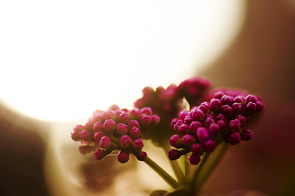 포토 JPG 해외이미지 나무 식물 구름 계절 공원 꽃잎 꽃 실루엣 분홍색 백그라운드 잎 밭 오렌지 자연 하늘 아침 풍경 잔디 사람없음 야외 빨간색 초록색 물 여름 파란색 빛 햇빛 태양 노란색 일출 환경 일본 맑음 황혼 일몰 봄 벚꽃 개화 저녁 내추럴 해외포토 주간 자연요소 공공시설 아시아 컬러 농업 과일 날씨 촬영기법 노을 야간 생태계 파일형식 이미지허브