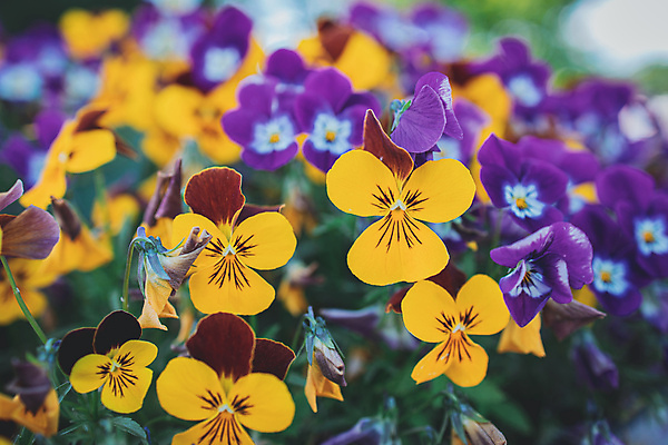 포토 JPG 해외이미지 식물 계절 꽃잎 꽃 백그라운드 꽃무늬 자연 사람없음 야외 여름 컬러풀 정원 봄 벚꽃 개화 내추럴 해외포토 컬러 무늬 생태계 파일형식 이미지허브