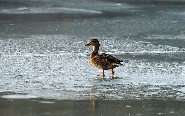 포토 JPG 해외이미지 동물 계절 호수 야생동물 백그라운드 겨울 자연 조류 오리 사람없음 야외 물 파란색 빛 강 갈색 환경 맑음 냉동 얼음 수영 봄 폭포 흰색 저수지 연못 투명 그룹 싸움 물새 내추럴 추적 생존 해외포토 자연요소 컬러 모션 날씨 수상스포츠 생태계 파일형식 이미지허브